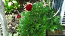 La tara 11.05.2014 049