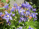 Aquilegia Blue (2014, May 11)