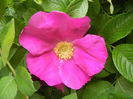 Rosa rugosa (2014, May 10)