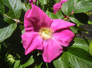 Rosa rugosa (2014, May 11)