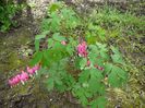 dicentra