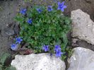 campanula