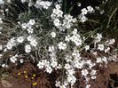 cerastium tomentosum