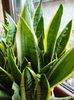 inflorire - sansevieria (2)