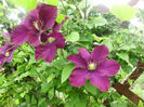 clematis warzaka nike