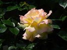 DSCN8953