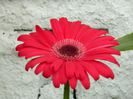 DSCN8976 gerbera