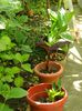 DSCN8977 canna