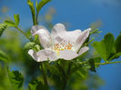 Rosa canina_Dog Rose (2014, May 11)