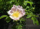 Rosa canina_Dog Rose (2014, May 11)