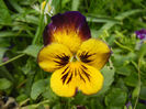 Pansy (2014, May 10)