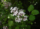 Syringa patula Miss Kim (2014, May 11)