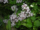 Syringa patula Miss Kim (2014, May 11)