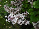 Syringa patula Miss Kim (2014, May 11)
