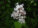 Syringa patula Miss Kim (2014, May 11)