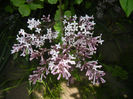 Syringa patula Miss Kim (2014, May 11)