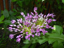 Allium Purple Sensation (2014, May 11)
