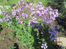 Hesperis matronalis
