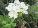 Verbina