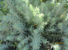 Sedum Reflexum