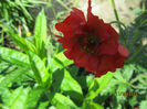 Geum Coccineum Chiloense
