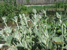 Lychnis Coronaria