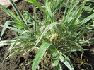 Phalaris Arundinacea Picta