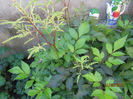 Astilbe