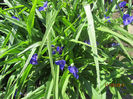 Tradescantia