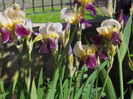 DSCN2036_086