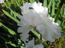Pure at the iris