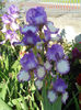 DSCN2046_096