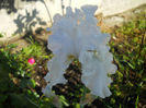Garden Bride