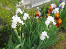 Pure at the iris