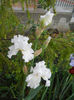 Pure at the iris