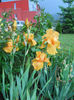 DSCN2017_067