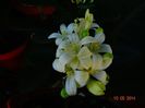 DSC03169