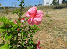 hibiscus pride of hankins