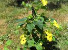 thunbergia
