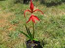 sprekelia  a doua inflorire