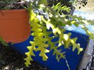 zig-zag cactus