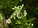 Allium siculum (2014, May 13)