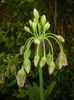 Allium siculum (2014, May 13)