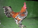 SANY0082