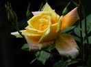 DSCN9106