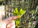 Gloriosa greenii