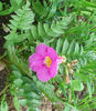 incarvillea_12mai2014