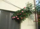Coral Down