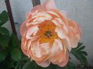 Coral Charm
