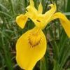 iris pseudacorus(iris de balta)4lei
